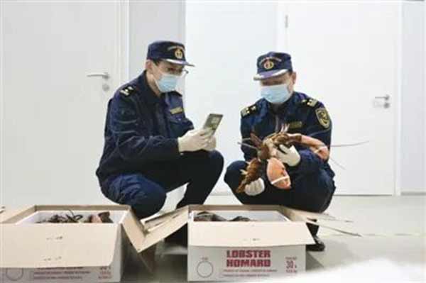 年货&ldquo;鲜&rdquo;到！海关高效护航&ldquo;跨洋龙虾&rdquo;抢&ldquo;鲜&rdquo;上桌 