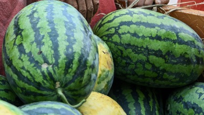 越来越甜是打了甜蜜素、无籽是转基因&hellip;&hellip;关于西瓜的这些谣言该歇歇了