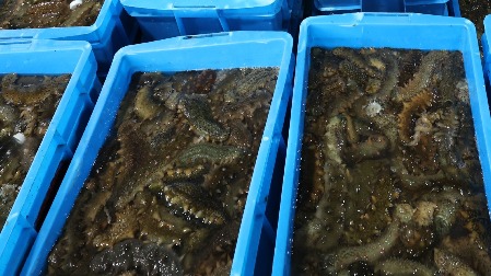 乱标产地、虚标品质、掺杂掺假 &ldquo;超低价&rdquo;海参何以横行市场