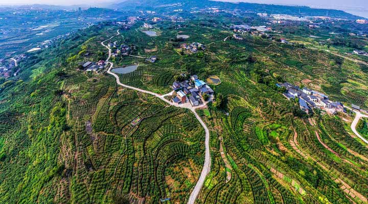 江津:花椒分批延迟采收助农增收