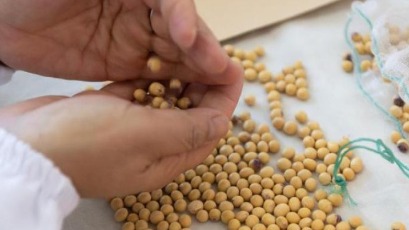 我国科学家发布大豆垂直大模型&ldquo;丰菽&rdquo;2.0