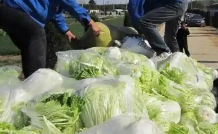 河北康保回应&ldquo;白菜收购环节蘸取甲醛溶液&rdquo;相关问题