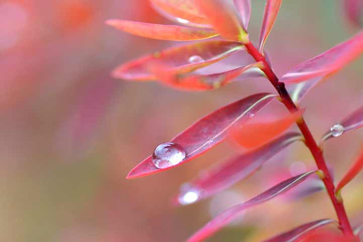 节令之美丨7日白露：草木凝清露 秋夜揽星河