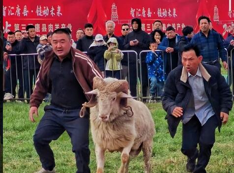 从&ldquo;一只羊&rdquo;看县域产业升级&mdash;&mdash;唐县肉羊产业与中国火锅产业大会的&ldquo;双向奔赴&rdquo;