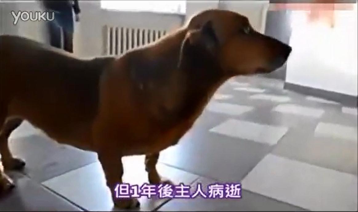 俄忠犬在医院苦候1年 等待去世主人出现