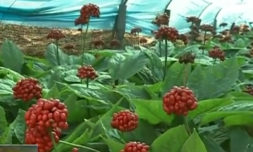 打造长白山人参品牌 振兴吉林人参产业